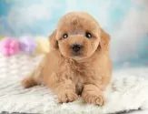 トイプードル(トイ)【埼玉県・女の子・2025年4月15日・レッド】の写真3「🐶全頭総額表示で安心💖接種済ワクチン代・マイクロチップ代・健康診断が込みの価格です!!☺」