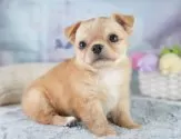 チワワ(ロング)【埼玉県・男の子・2025年6月12日・レッドホワイト】の写真3「🐶全頭総額表示で安心💖接種済ワクチン代・マイクロチップ代・健康診断が込みの価格です!!☺」