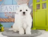 マルチーズ【埼玉県・男の子・2025年7月31日・ホワイト】の写真4「とりあえずお気に入り登録！☺お気に入り登録の方限定で特別クーポンを配信中です！🌟」