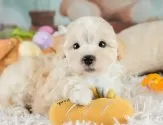 マルプー(マルチーズ×トイプードル)【埼玉県・男の子・2025年8月4日・クリーム】の写真4「とりあえずお気に入り登録！☺お気に入り登録の方限定で特別クーポンを配信中です！🌟」