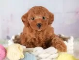 トイプードル(トイ)【埼玉県・女の子・2025年3月23日・レッド】の写真4「🐶全頭総額表示で安心💖接種済ワクチン代・マイクロチップ代・健康診断が込みの価格です!!☺」