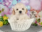 トイプードル(トイ)【埼玉県・男の子・2025年4月28日・クリーム】の写真4「とりあえずお気に入り登録！☺お気に入り登録の方限定で特別クーポンを配信中です！🌟」