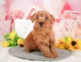 トイプードル(トイ)【埼玉県・男の子・2025年1月28日・レッド】の写真3「🐶全頭総額表示で安心💖接種済ワクチン代・マイクロチップ代・健康診断が込みの価格です!!☺」