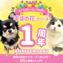 トイプードル(トイ)【埼玉県・女の子・2025年4月10日・レッド】の写真5「㊗️犬舎一周年記念🎉6月のお迎えで特別割引💥」