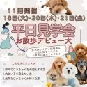 トイプードル(トイ)【埼玉県・女の子・2025年7月28日・レッド】の写真5「小さすぎない安心感💕大きい子見学会開催🐶✨」