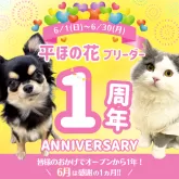 マルプー(マルチーズ×トイプードル)【埼玉県・男の子・2025年2月10日・アプリコット】の写真5「㊗️犬舎一周年記念🎉6月のお迎えで特別割引💥」