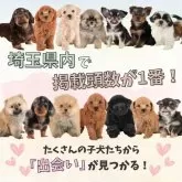 トイプードル(トイ)【埼玉県・男の子・2025年2月22日・レッド】の写真6「埼玉県内でワンちゃんの掲載数No.1👑たくさんの子から出会いを見つけてください💕」