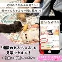タイニープードル【埼玉県・男の子・2025年7月30日・アプリコット】の写真5「複数頭での見学も可能です！🐶お問い合わせ時に希望の子の「子犬ID」をお伝えください💕」