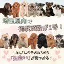 トイプードル(トイ)【埼玉県・男の子・2025年3月13日・レッド】の写真5「埼玉県内でワンちゃんの掲載数No.1👑たくさんの子から出会いを見つけてください💕」