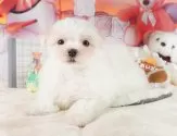 マルチーズ【埼玉県・男の子・2024年12月5日・ホワイト】の写真6「全頭獣医師による健康診断済み！💉お迎えの際は健康診断書をお渡しいたします」