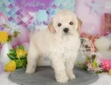 トイプードル(トイ)【埼玉県・男の子・2025年4月28日・クリーム】の写真6「全頭獣医師による健康診断済み！💉お迎えの際は健康診断書をお渡しいたします」