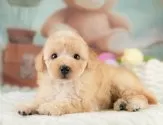 トイプードル(トイ)【埼玉県・男の子・2025年4月15日・アプリコット】の写真6「全頭獣医師による健康診断済み！💉お迎えの際は健康診断書をお渡しいたします」