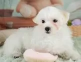 マルチーズ【埼玉県・男の子・2025年3月12日・ホワイト】の写真6「全頭獣医師による健康診断済み！💉お迎えの際は健康診断書をお渡しいたします」