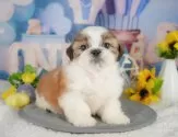 シーズー【埼玉県・男の子・2025年5月1日・ホワイト&ゴールド】の写真6「全頭獣医師による健康診断済み！💉お迎えの際は健康診断書をお渡しいたします」