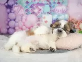 シーズー【埼玉県・男の子・2025年5月1日・ホワイト&ゴールド】の写真6「全頭獣医師による健康診断済み！💉お迎えの際は健康診断書をお渡しいたします」