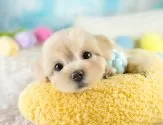 マルプー(マルチーズ×トイプードル)【埼玉県・女の子・2025年8月10日・クリーム】の写真7「この子を見たいと思った当日でも見学可能です🌟まずはお気軽にご連絡ください📧」