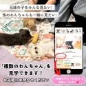トイプードル(トイ)【埼玉県・男の子・2025年2月22日・レッド】の写真9「複数頭での見学も可能です！🐶お問い合わせ時に希望の子の「子犬ID」をお伝えください💕」
