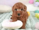 トイプードル(トイ)【埼玉県・男の子・2025年6月22日・レッド】の写真12「埼玉県内で子犬の数が一番！他のブリーダー様やペットショップに見に行く前にまずは見に来ませんか?」