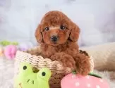トイプードル(トイ)【埼玉県・女の子・2025年4月6日・レッド】の写真9「南桜井駅から徒歩8分！電車でもお越し頂けます🚃」