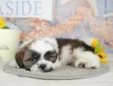 シーズー【埼玉県・男の子・2025年1月22日・ゴールド&ホワイト】の写真9「南桜井駅から徒歩8分！電車でもお越し頂けます🚃」
