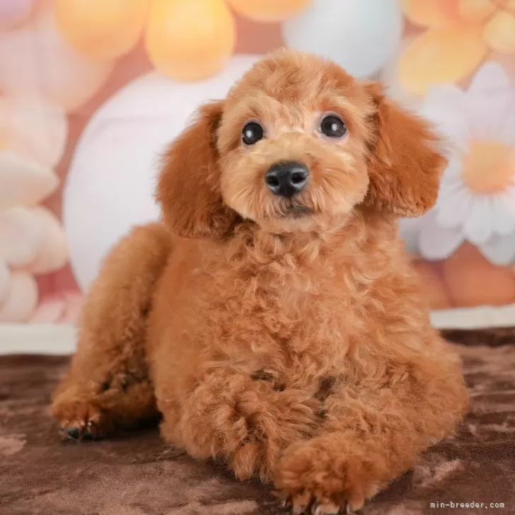 ID：2405-07297の子犬