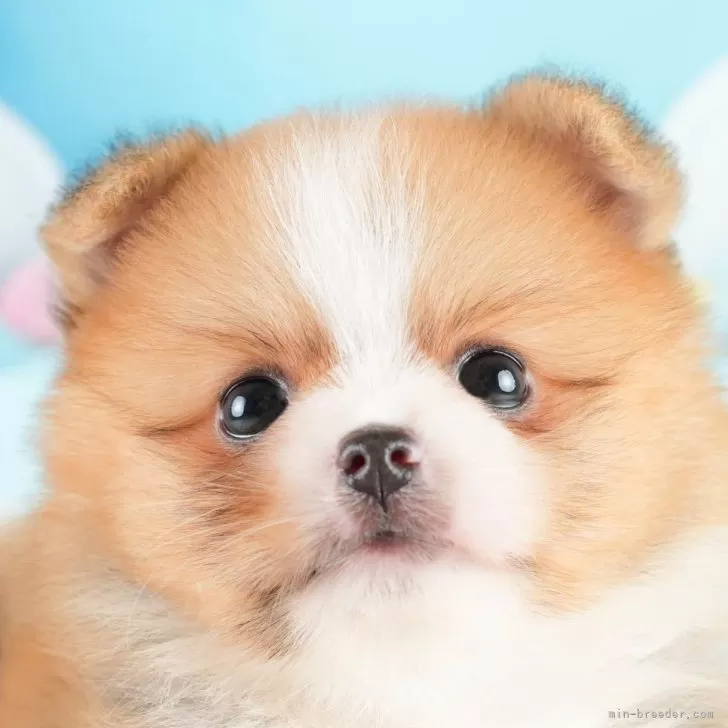 ID:2407-06408の子犬