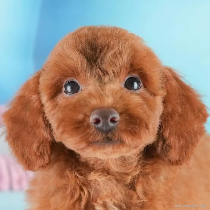 K 様のお迎えした子犬