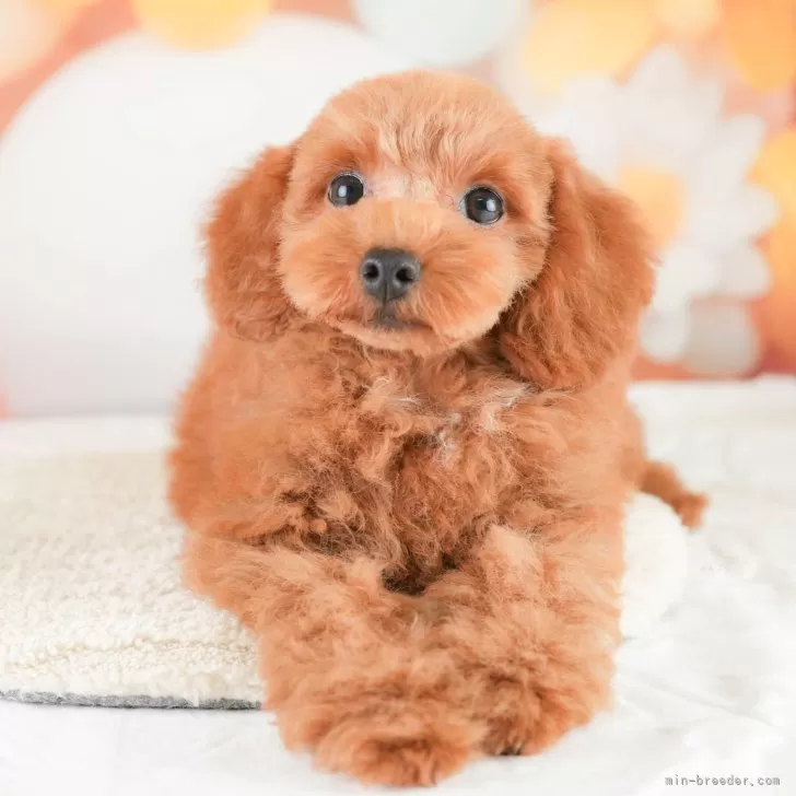 T 様のお迎えした子犬