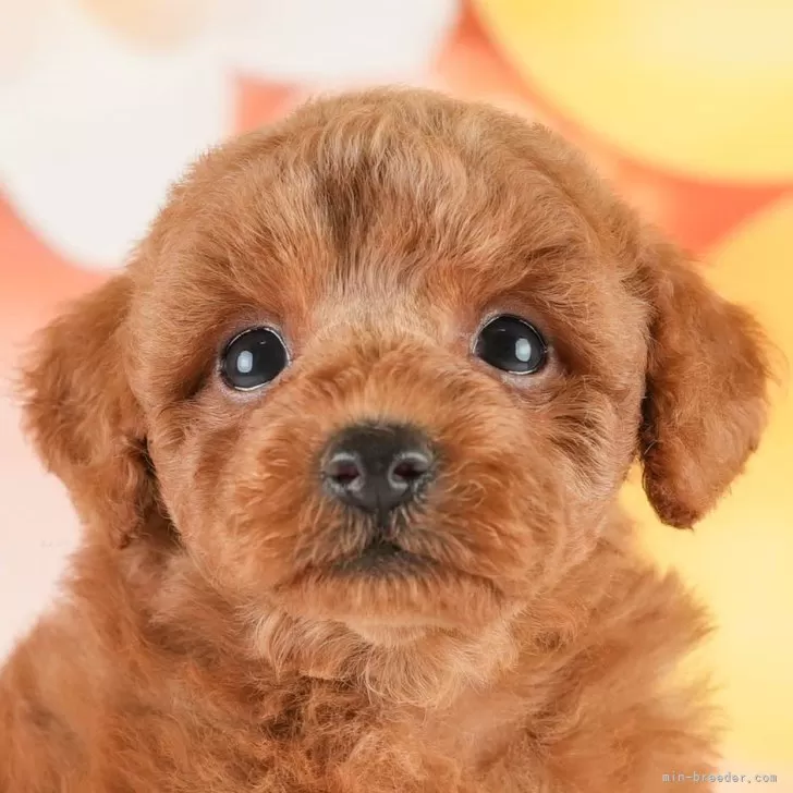 CooTan 様のお迎えした子犬