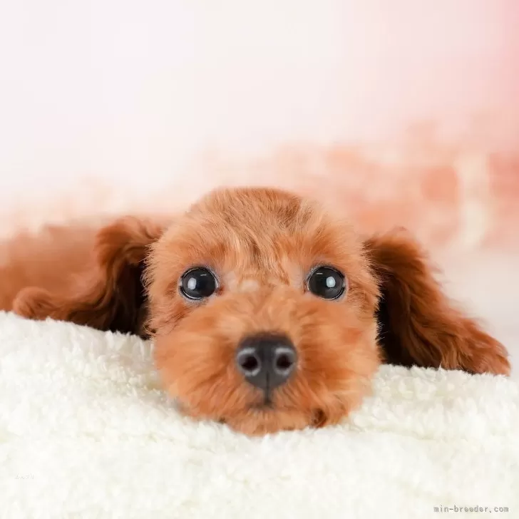 のりくん 様のお迎えした子犬