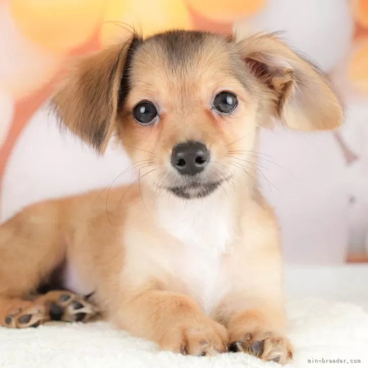 ID：2407-02982の子犬