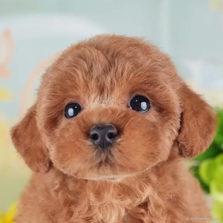 ママ 様のお迎えした子犬