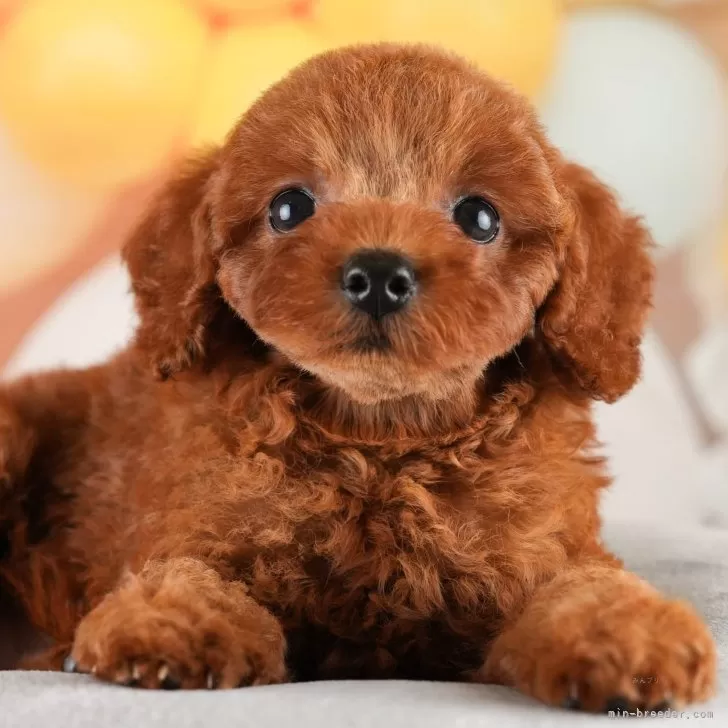 ガチャ 様のお迎えした子犬
