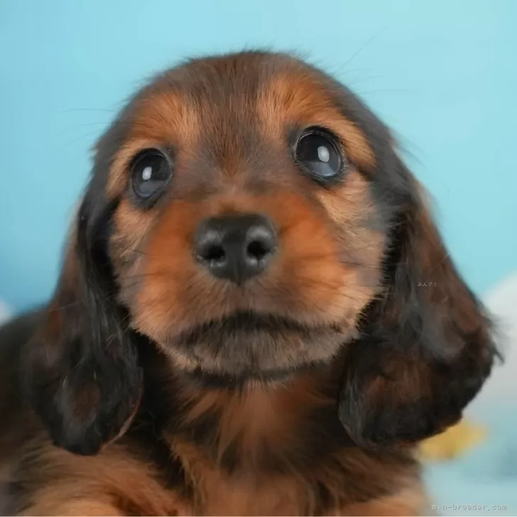 ID：2410-07860の子犬