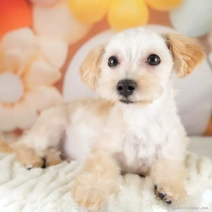 ID:2406-06742の子犬