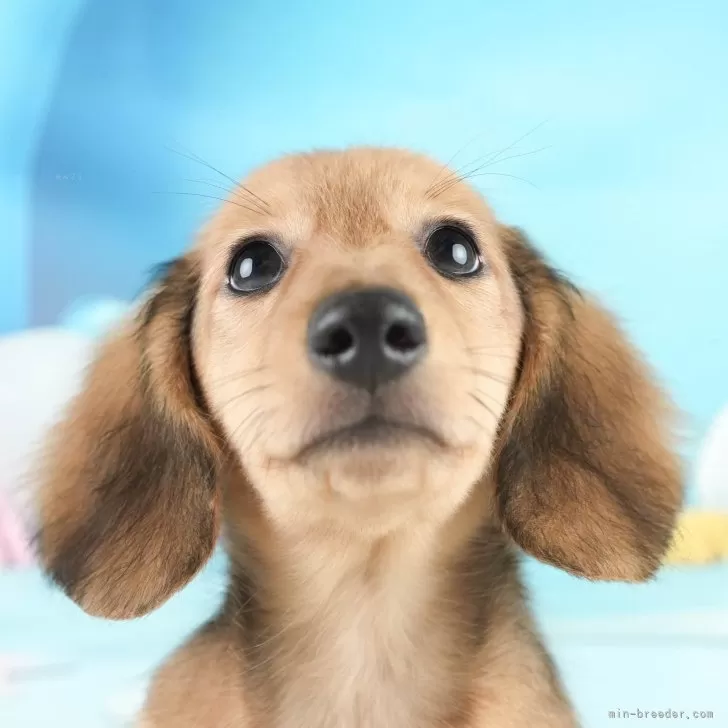 ID:2409-00608の子犬
