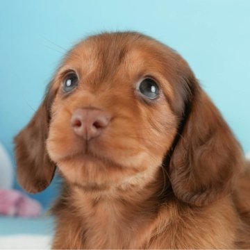 カニンヘンダックスフンド(ロング)【埼玉県・男の子・2024年9月15日・レッド】の写真「🌟埼玉県内で子犬の掲載数が１番！🌟」