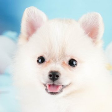 ポメラニアン【埼玉県・男の子・2024年5月22日・クリーム】の写真「クリームの可愛い男の子！」