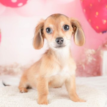 チワックス(チワワ×ダックスフンド)【埼玉県・女の子・2024年2月12日・レッド&ホワイト】の写真「2024年5月オープン！特別キャンペーン中です💖」