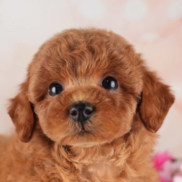 トイプードル(トイ)【埼玉県・女の子・2024年4月2日・レッド】の写真「2024年5月オープン！特別キャンペーン中です💖」