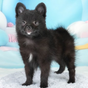ポメラニアン【埼玉県・男の子・2024年5月18日・ブラック】の写真「可愛さ満点です🐶」