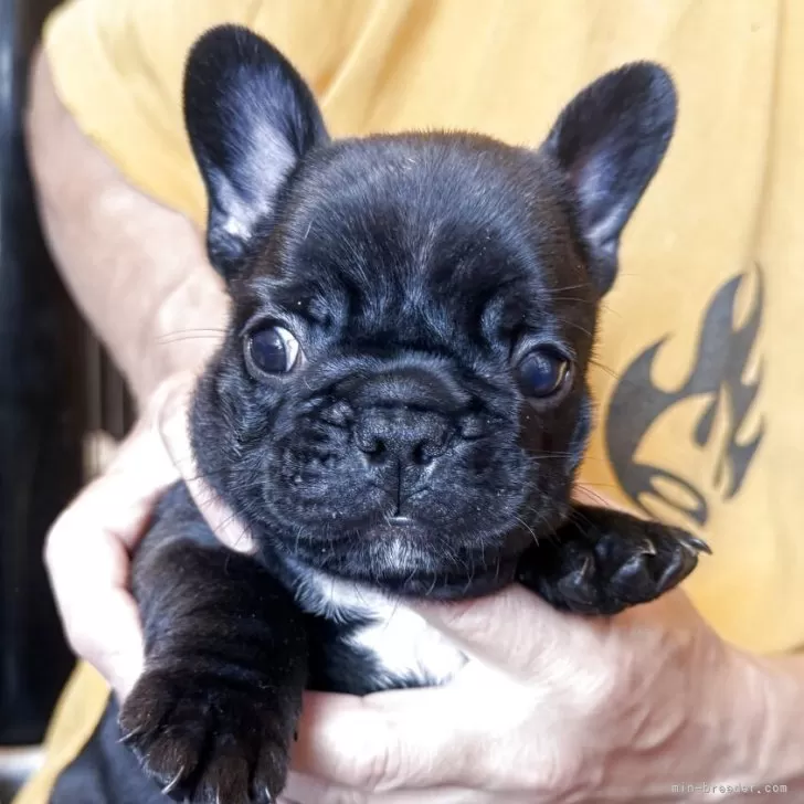 ID:2504-05665の子犬