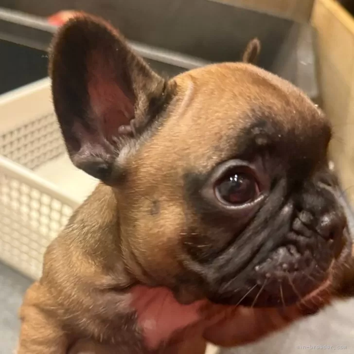 ID：2503-02372の子犬