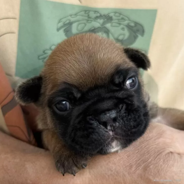 フレンチブルドッグ【山口県・女の子・2025年10月14日・レッドフォーン】の写真1