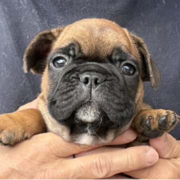 フレンチブルドッグ【山口県・女の子・2025年10月14日・レッドフォーン】の写真「ガッチリボディの女の子」