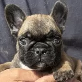 フレンチブルドッグ
