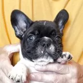 フレンチブルドッグ【山口県・女の子・2025年3月31日・パイド】の写真1