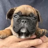 フレンチブルドッグ