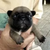 フレンチブルドッグ