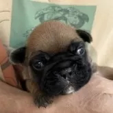 フレンチブルドッグ【山口県・女の子・2025年10月14日・レッドフォーン】の写真1